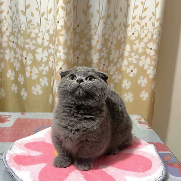 Munchkin Fold