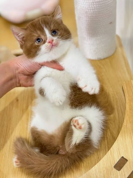British Shorthair