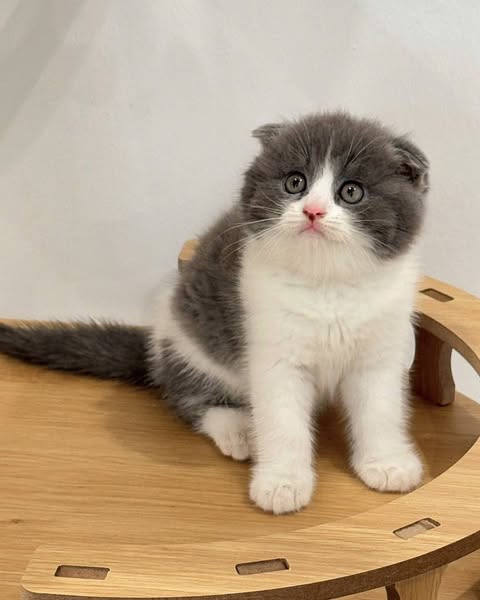 Scottish Fold