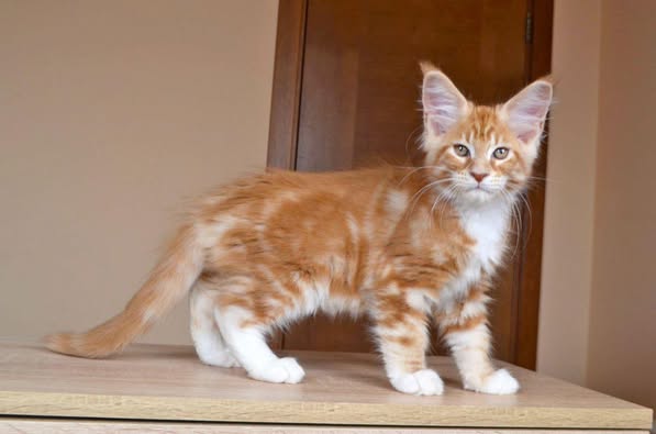 Maine Coon