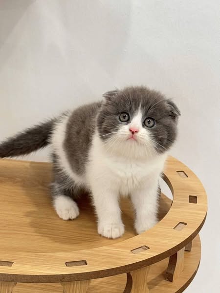 Scottish Fold