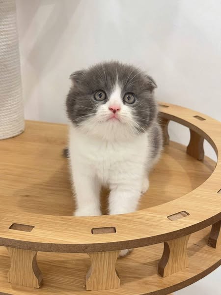 Scottish Fold
