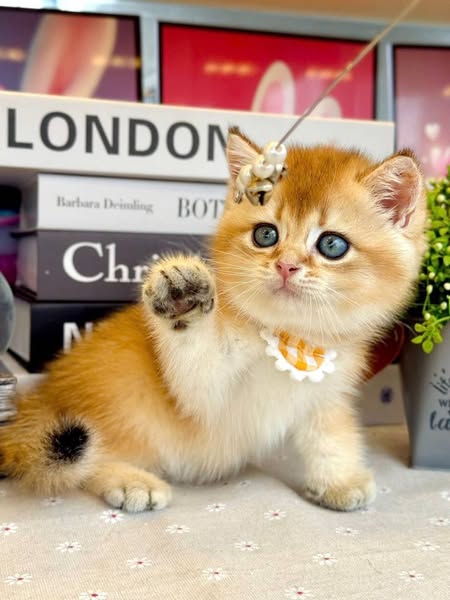 British Shorthair