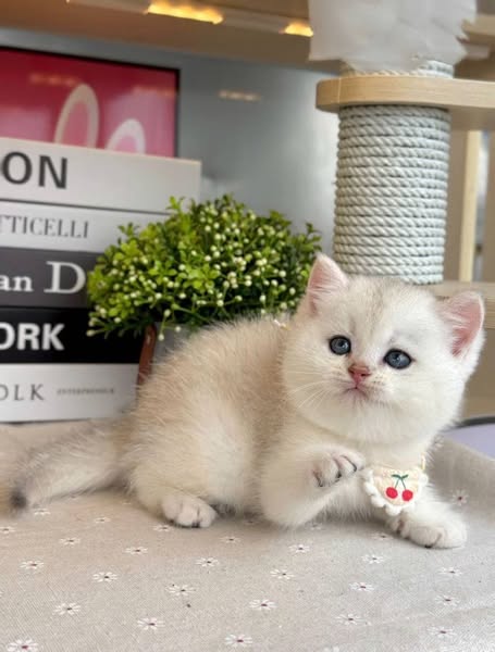 British Shorthair
