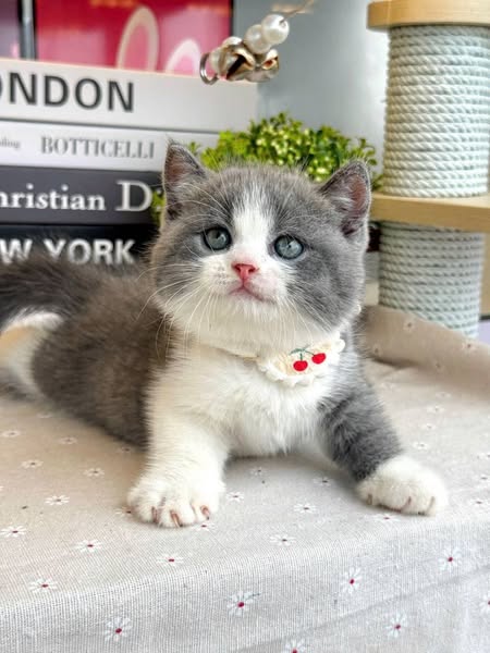 British Shorthair