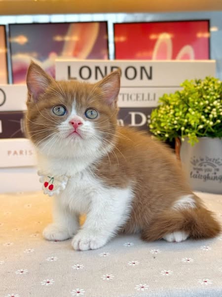 British Shorthair