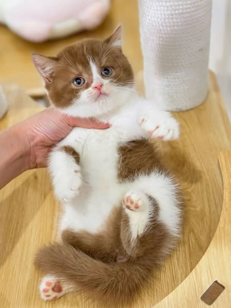 British Shorthair