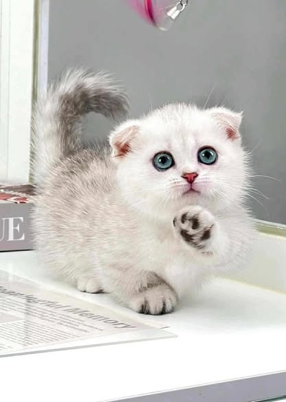 Munchkin Fold