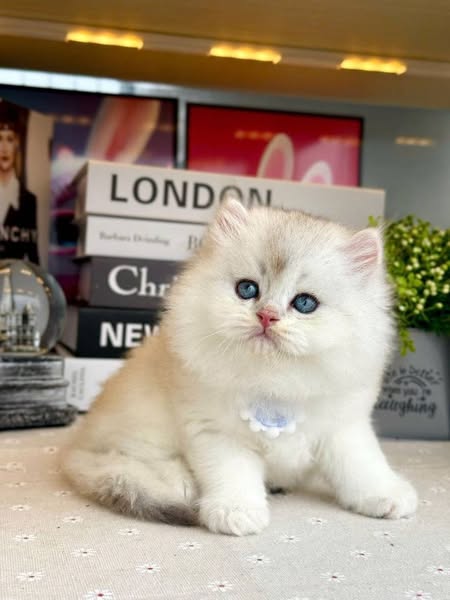 British Longhair
