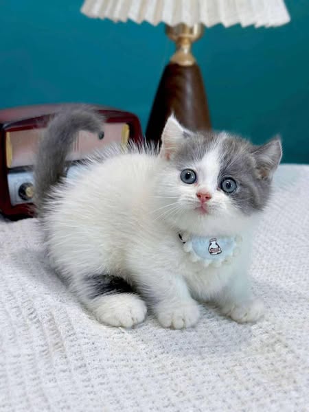 Munchkin