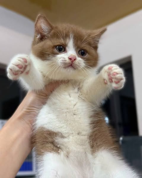 British Shorthair