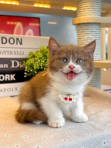 British Shorthair
