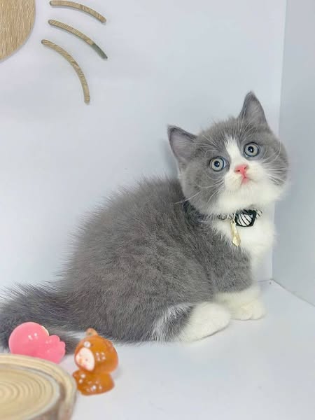 Munchkin