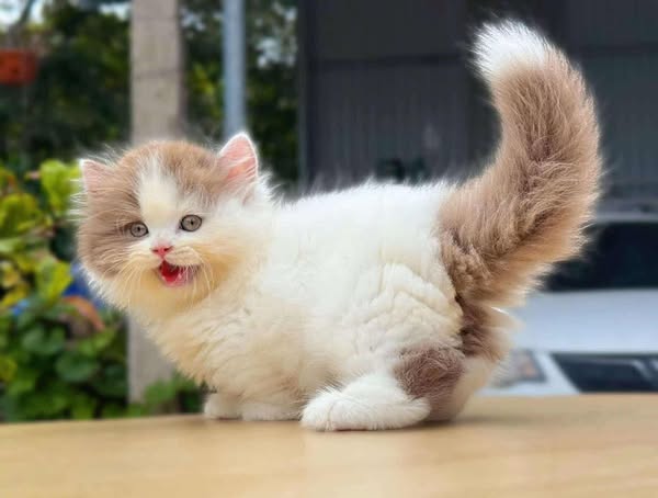British Longhair