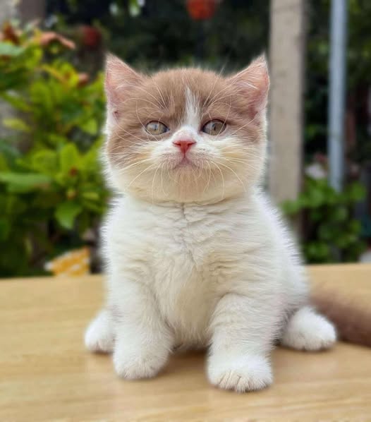 Munchkin