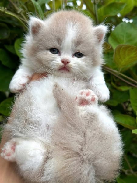 Munchkin Longhair