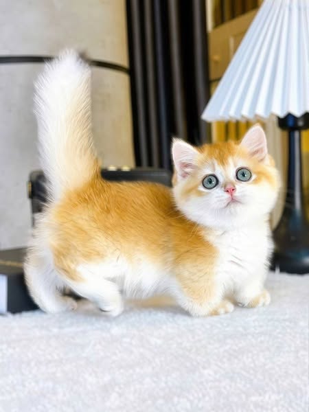 Munchkin