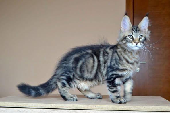 Maine Coon