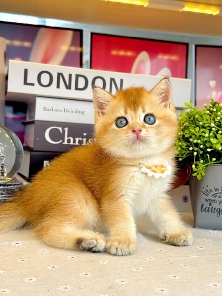 British Shorthair