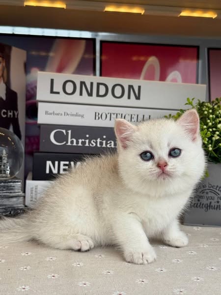 British Shorthair