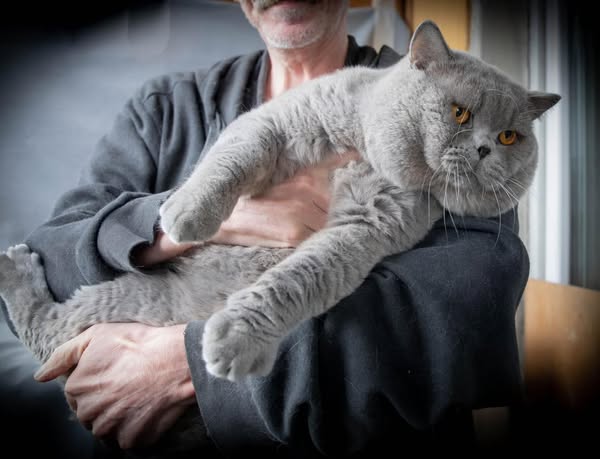 British Shorthair