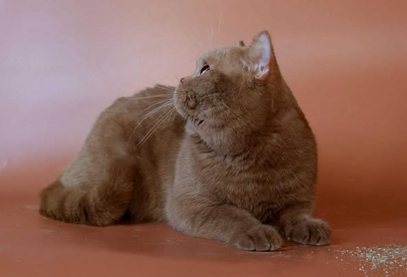 British Shorthair