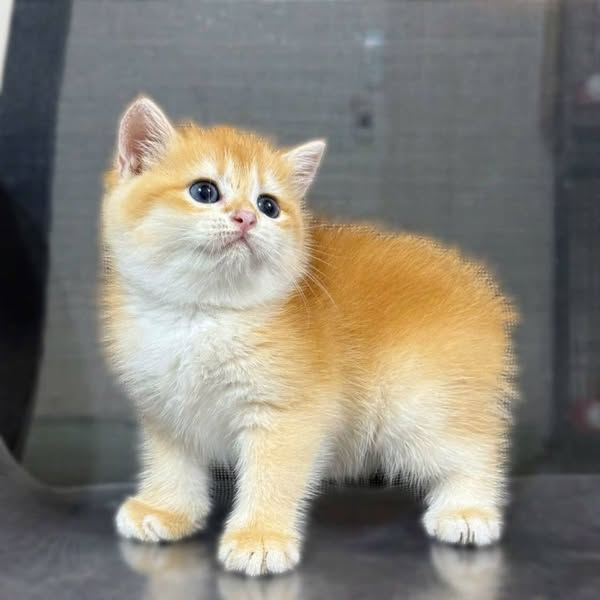 British Shorthair