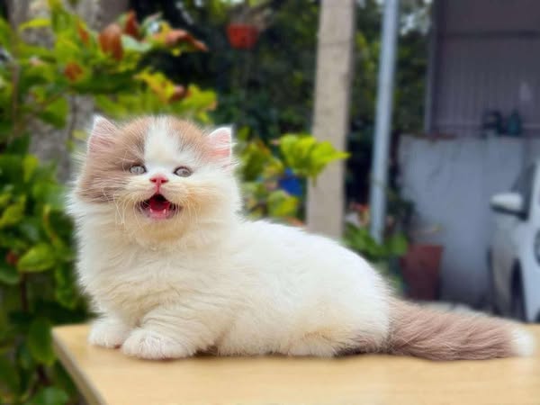 British Longhair