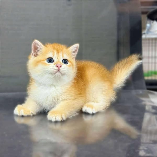 British Shorthair