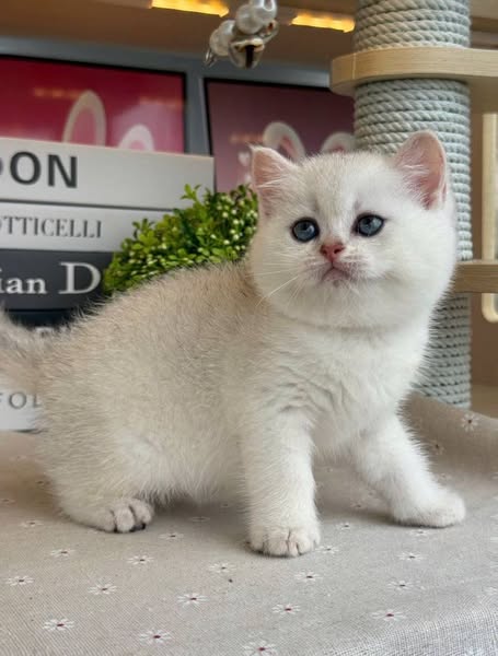 British Shorthair