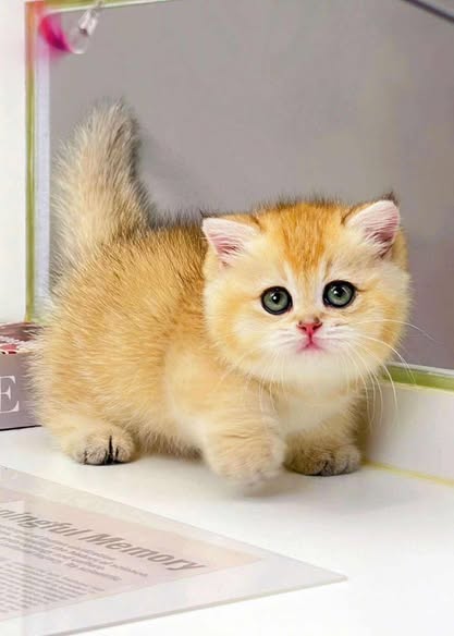 British Shorthair