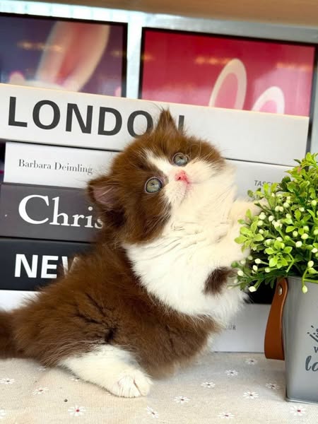 Munchkin Longhair