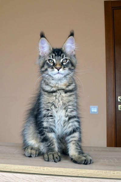 Maine Coon