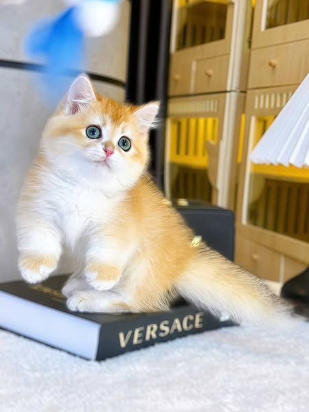 Munchkin