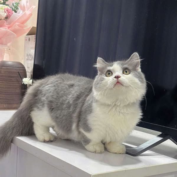 Munchkin Longhair