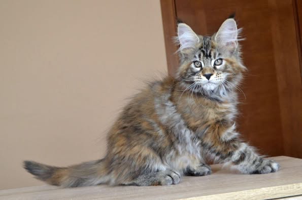 Maine Coon