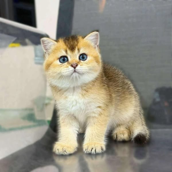 British Shorthair