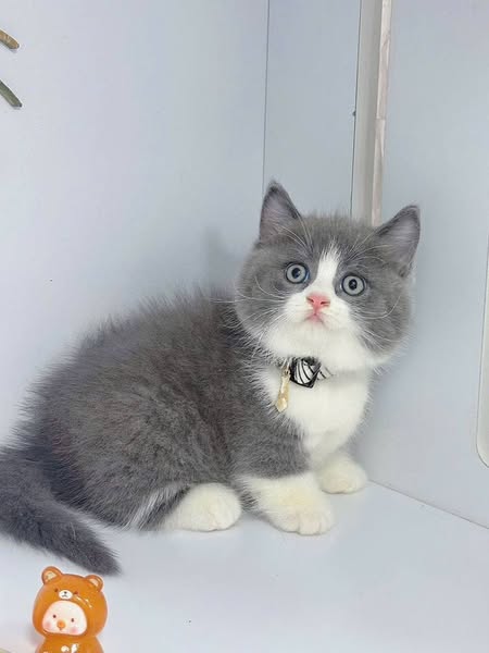Munchkin
