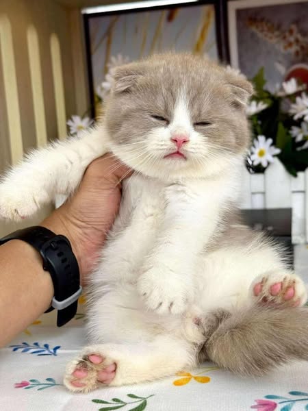 Scottish Fold