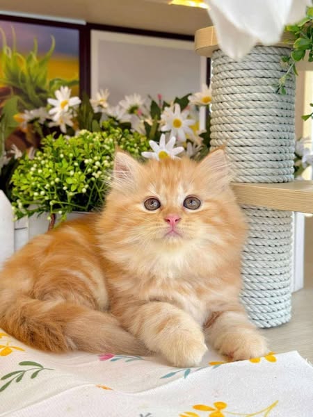 British Longhair