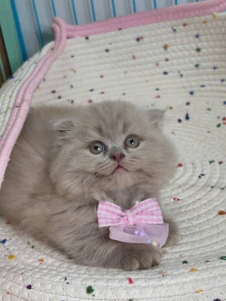 Munchkin Fold Longhair