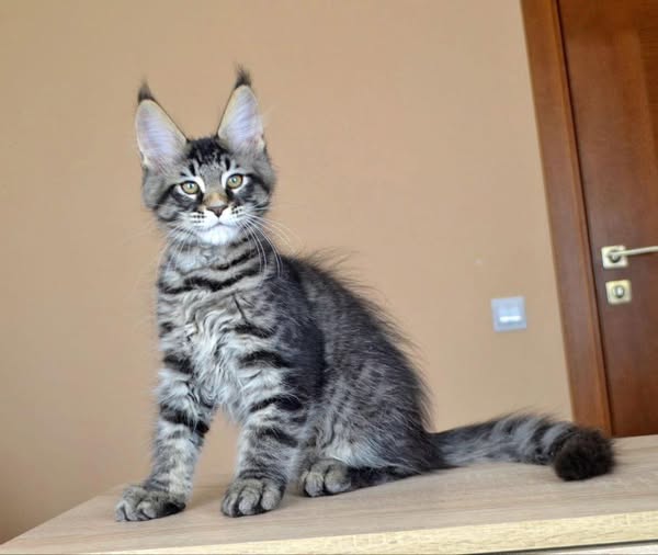 Maine Coon