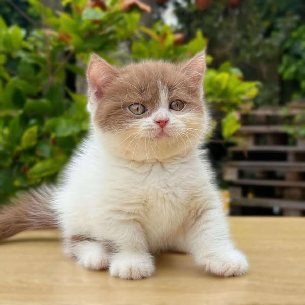 Munchkin