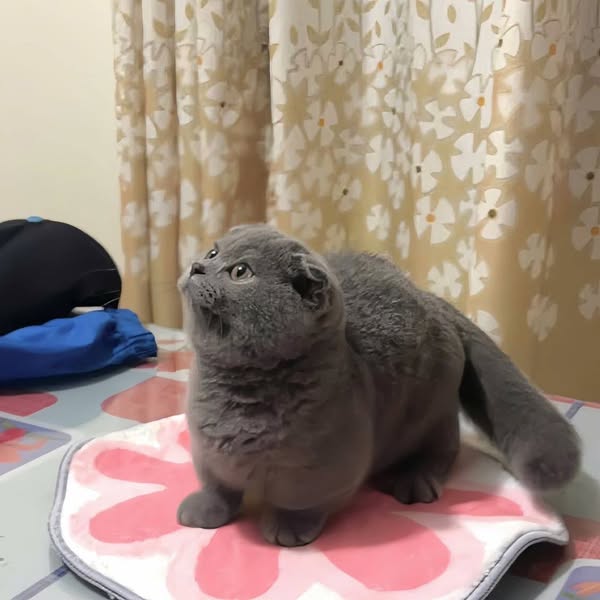 Munchkin Fold