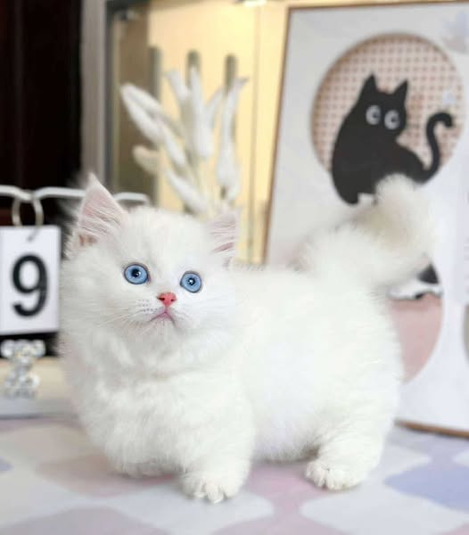 Munchkin Longhair