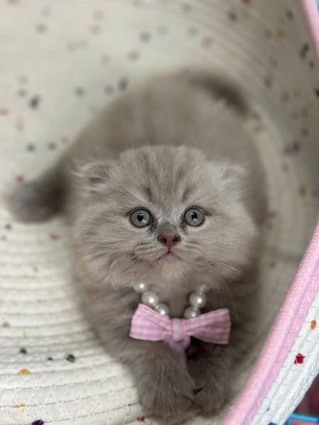 Munchkin Fold Longhair
