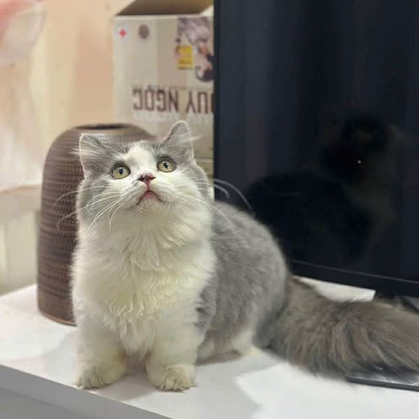 Munchkin Longhair