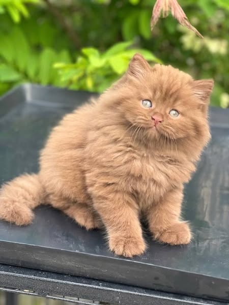 British Longhair