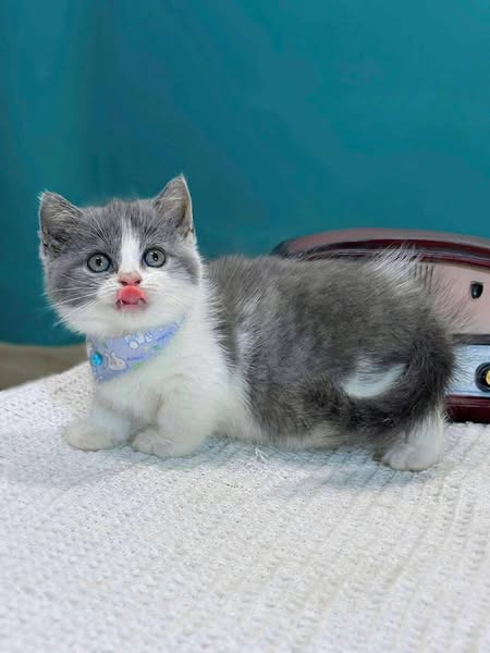 Munchkin