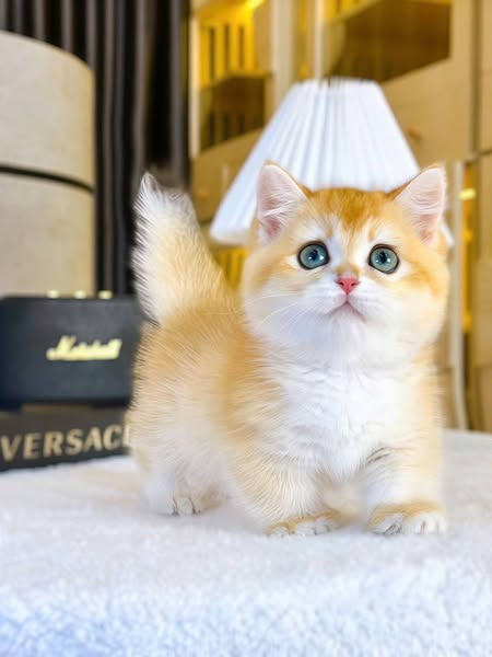 Munchkin